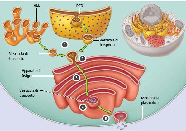 L apparato di Golgi modifica e organizza molecole complesse L apparato di Golgi riceve, per mezzo di vescicole, le molecole