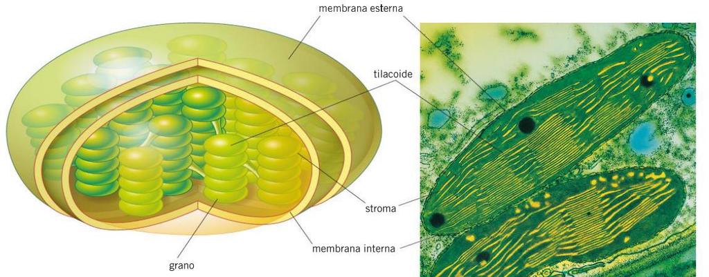 I cloroplasti sono gli impianti solari delle cellule vegetali Il cloroplasto, presente nelle piante e nelle alghe, è l organulo in cui