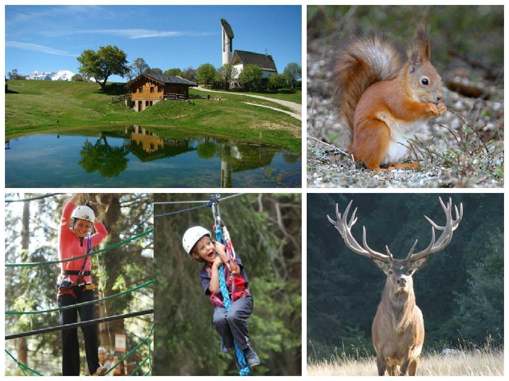 TRA GLI ALBERI E GLI ANIMALI DEL PIAN DELLE BETULLE Venerdì 31 luglio: Esino Lario Pian delle betulle Trasferimento in autobus all Alpe Paglio.