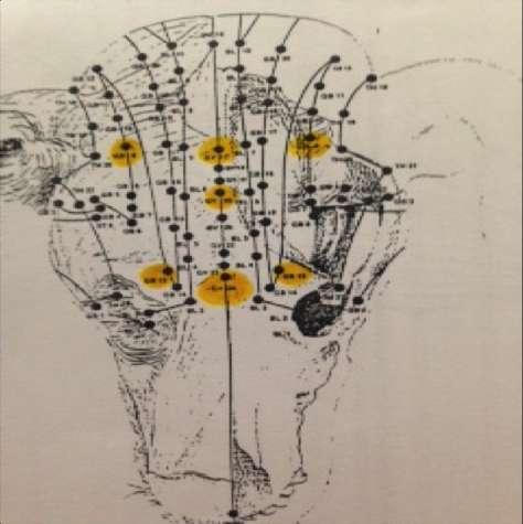 Klide AM et al: Acupuncture therapy for the treatmenr of intractable, idiopathic epilepsy in five dogs, Acupunct Electrother