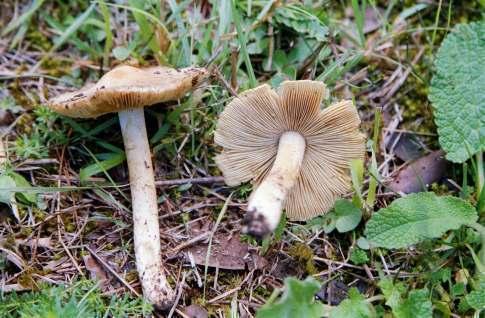 Inocybe rimosa Ordine Agaricales Da << rimosus >> (lat) = screpolato. Per l aspetto del cappello.