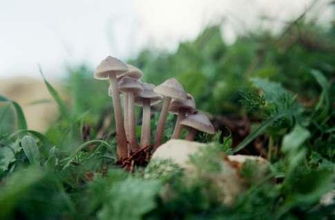 Mycena pura Ordine Agaricales Da <<µυκης>> (gr) = fungo; Da <<purus>> (lat) = puro, per il colore.