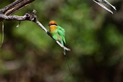 8 giorno Liwonde national park Safari in barca per meglio avvistare e fotografare la fauna del parco, seguendo i ritmi della natura. Pernottamento in tenda sulle rive del fiume Shire.