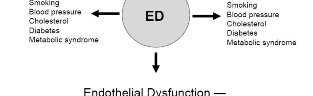 Pertanto la disfunzione erettile è un problema di disfunzione endoteliale (DE = DE).
