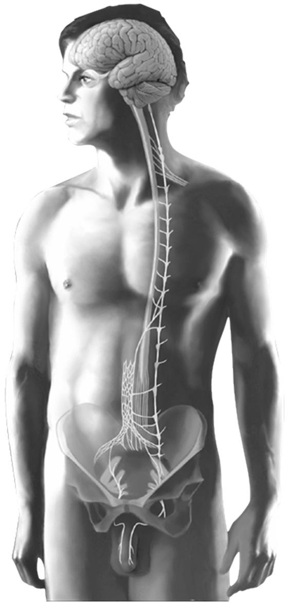 peptidi oppioidi, galanina ed NPY con funzione inibente). 4. Rilassamento della muscolatura liscia cgmp 1. Stimolo dell erezione (tattile, visivo, olfattivo) 3.