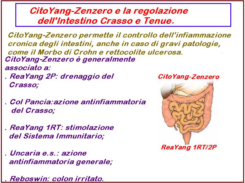 Questa particolarità di Citoyang Zenzero di agire come antinfiammatorio generale, permette il suo impiego in numerose patologie, sia croniche che in fase acuta.
