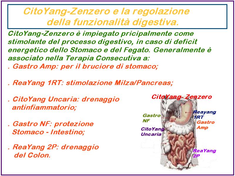 Citoyang Zenzero è ora diretto alla regolazione del Sistema Digestivo Superiore, in particolare dello Stomaco.