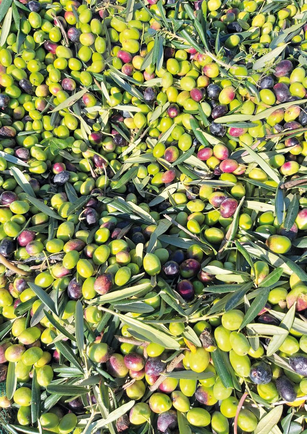 The extra virgin olive oil, cold pressed La Cupa is obtained exclusively by olives coming from the lands of the members of the cooperative and bottled in our plant.