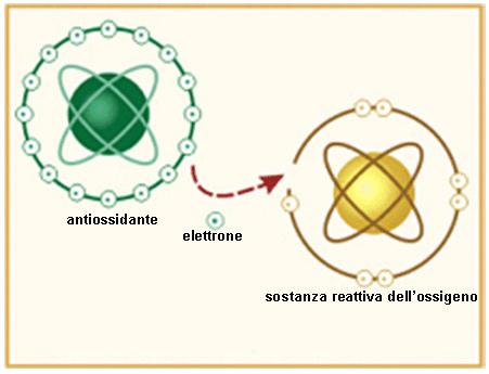 Le sostanze antiossidanti Sono sostanze chimiche che prevengono o rallentano l ossidazione, che è il fenomeno chimico che promuove il trasferimento di elettroni da una molecola all altra, producendo