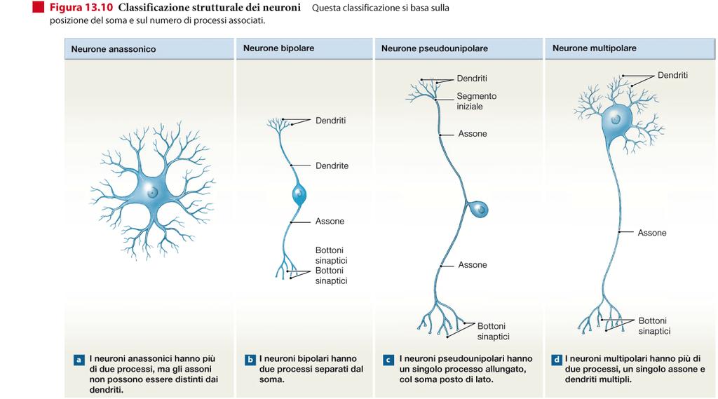 99% Neuroni sensitivi afferenti ( -> R della sensibilità somatica e viscerale) Neuroni dei gangli sensitivi Neuroni motori