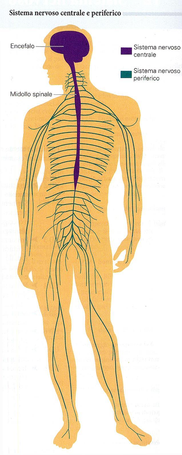 Suddivisione anatomica Sistema nervoso centrale (SNC) Encefalo -> (nella cavità cranica) Midollo spinale -> (nel canale vertebrale) Sistema nervoso