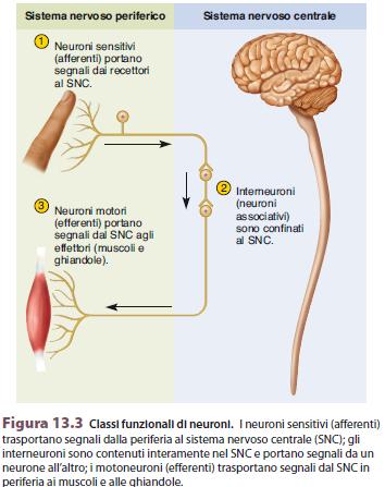 In base alla funzione ed alla direzione di propagazione dell impulso nervoso si possono distinguere tre tipi neuroni: Gli interneuroni si interpongono nei circuiti che iniziano con il neurone