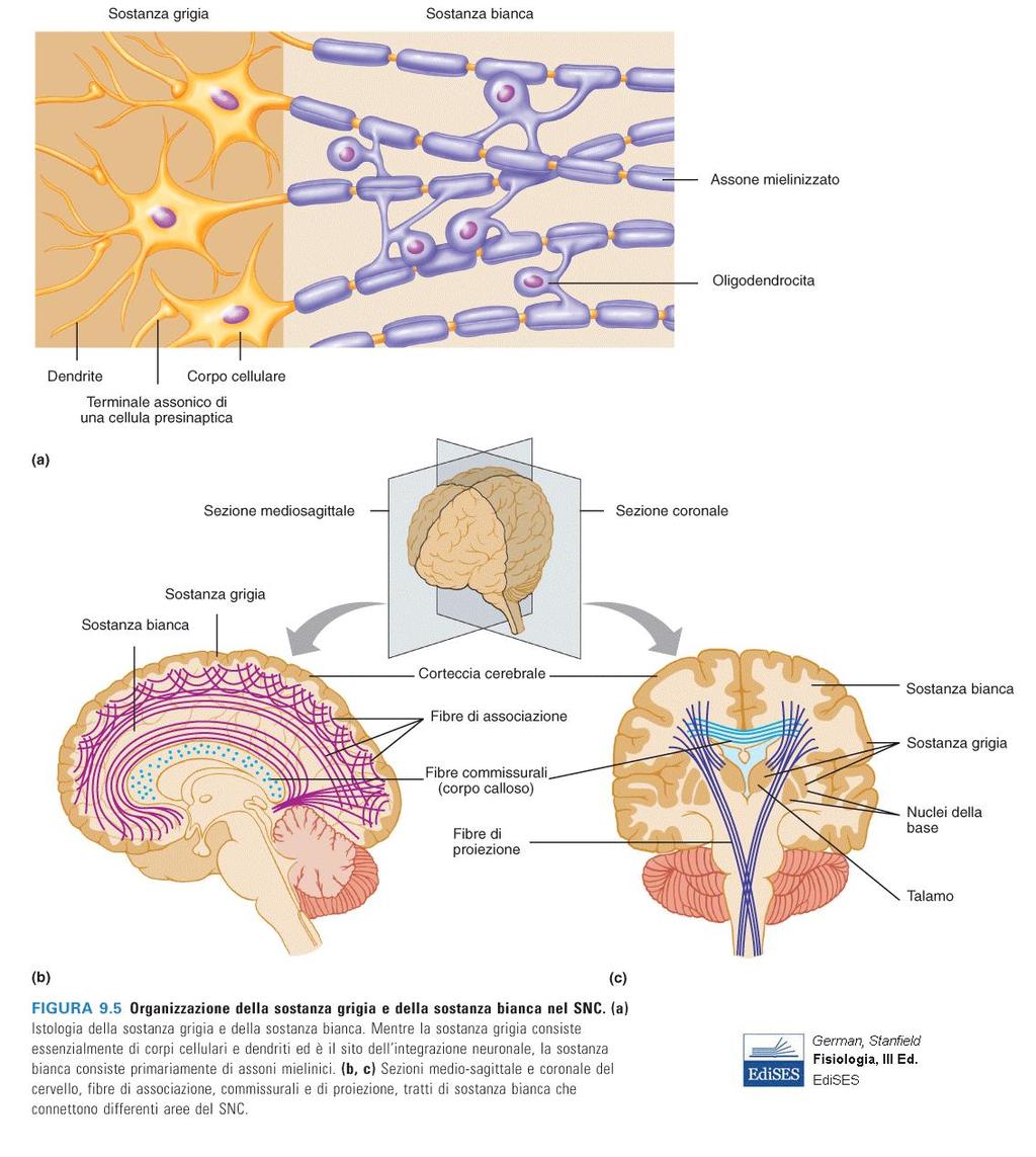 SOSTANZA GRIGIA = corpi delle cellule nervose (pirenofori ), espansioni dendritiche e terminali