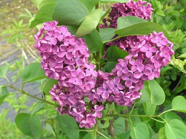 Syringa