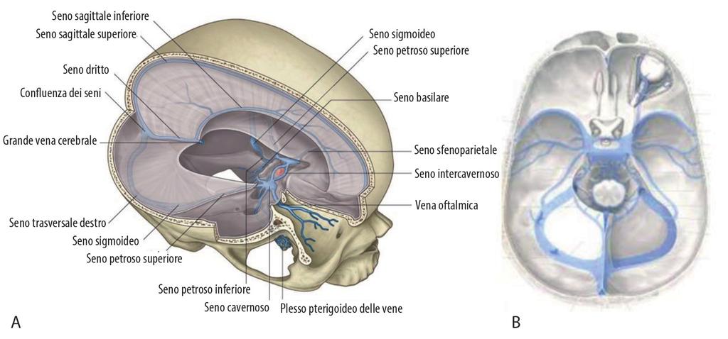 NEUROCHIRURGIA in dieci lezioni FIGURA.2. A) Sezione in obliquo: si vede bene come falce e tentorio contribuiscano a formare degli spazi comunicanti attraverso aperture relativamente ristrette.