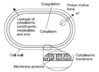 Tra i possibili meccansmi d'azione: - degradazione parete cellulare - danni membrana citoplasmatica - danni proteine di membrana - coagulazione del