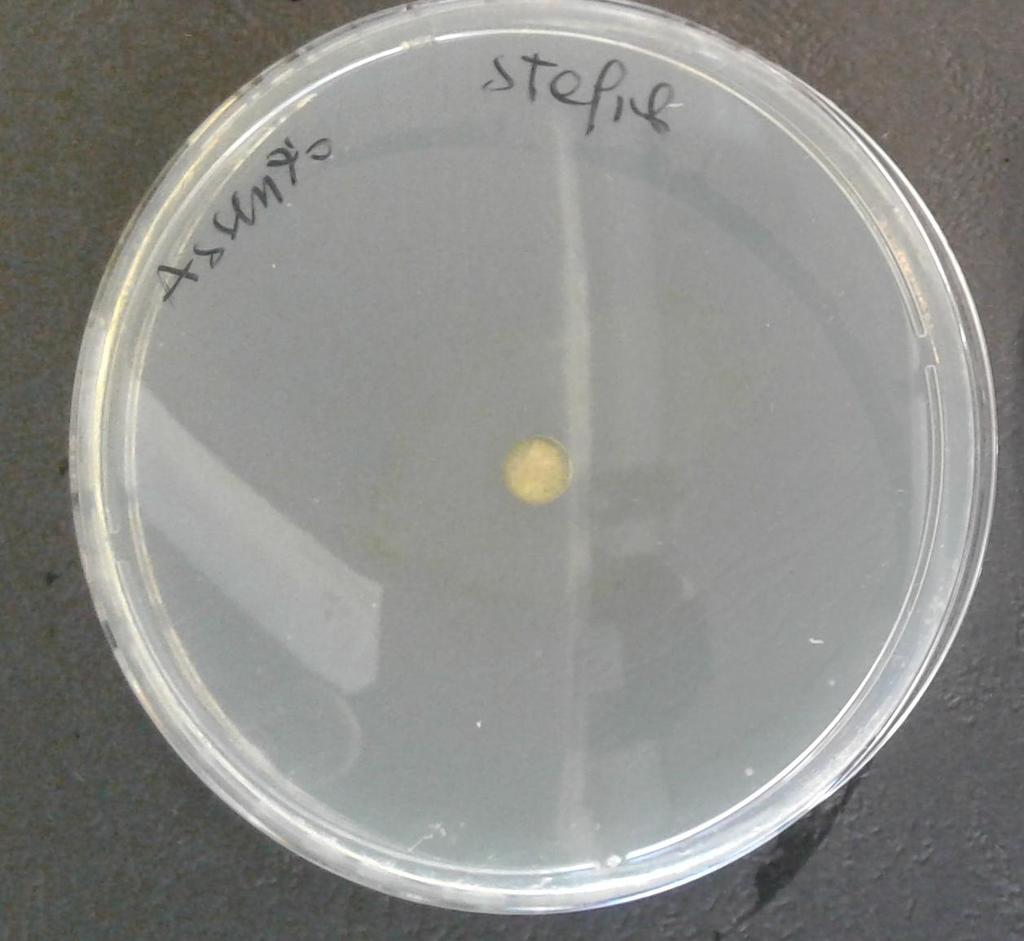 coli (ATCC 25922), Staphylococcus aureus (ATCC 33862) Semina su