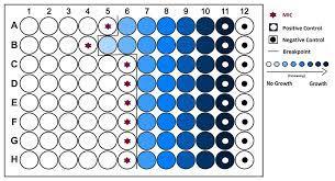 Valutazione in vitro dell'attività antibatterica