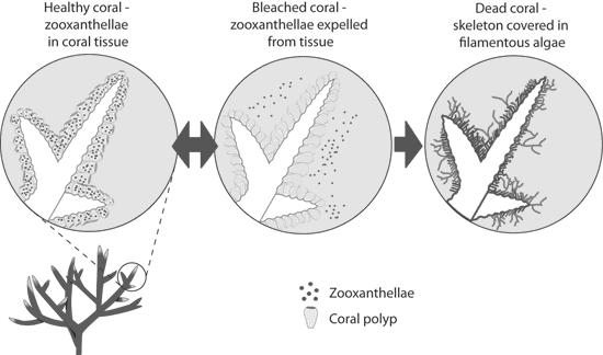 (2007) Coral reefs under rapid climate change