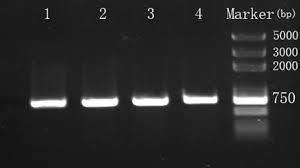 Marcatore molecolare a DNA - utilizzo La reazione di PCR consente di ottenere una quantità elevata di un determinato frammento di DNA da un individuo.