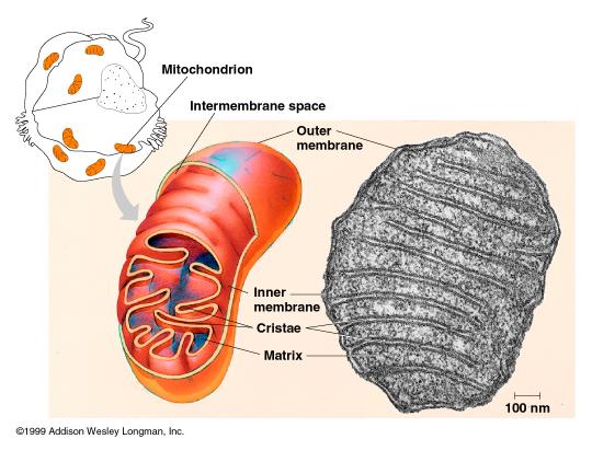 Organelli responsabili del metabolismo energetico della cellula.