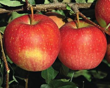 ensibilità a rugginosità dei frutti in pianura e minore tenuta di maturazione.