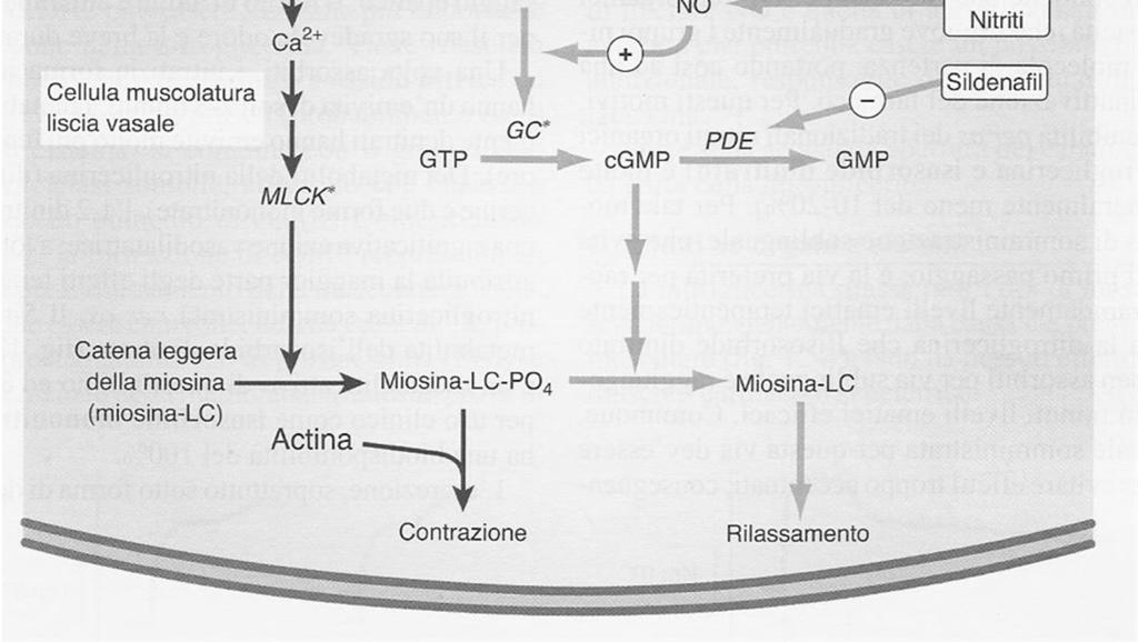 monossido di azoto (NO) NO attiva la guanilato ciclasi Aumenta così il 3-5 GMPc