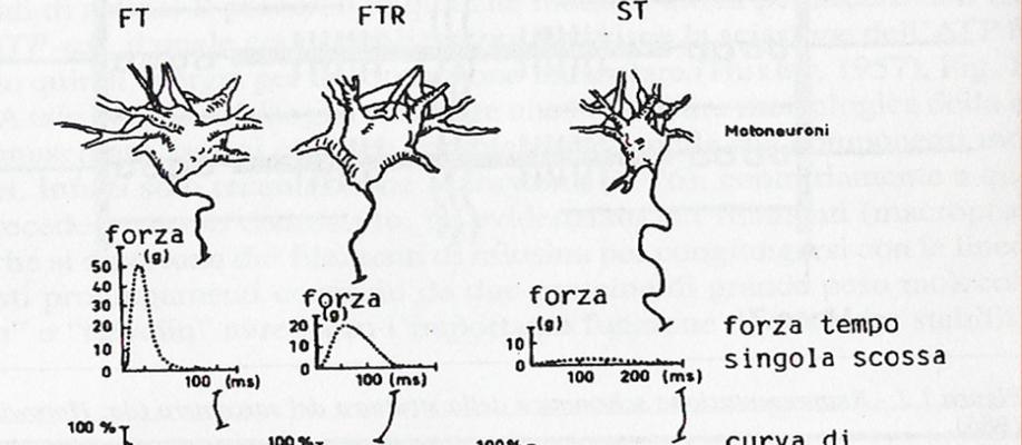 L insieme di tutte le fibre muscolari e della cellula nervosa che le innerva prende il nome di unità motoria. Le unità motorie si suddividono in U.M. toniche e fasiche.