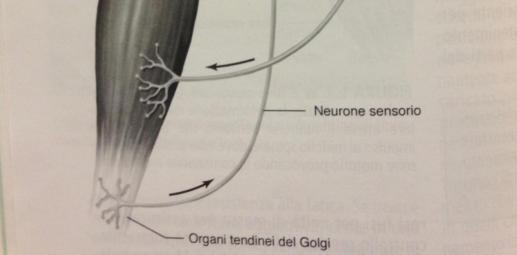 GTO.Quando si pone nel muscolo un deformazione del fuso muscolare