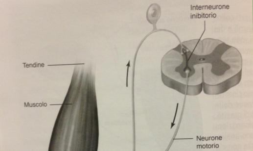 si collega al sensorio attiva l interneurone inibitorio nel