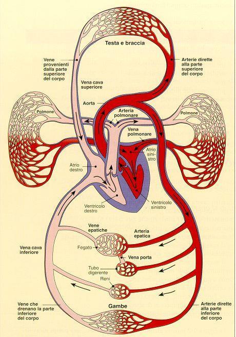 APPARATO CARDIOCIRCOLATORIO 1.