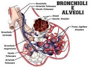 destro tramite tali due vene di grosso calibro, specifichiamo la vena cava superiore riceve il sangue venoso dalla metà sopra-diaframmatica (testa, collo, torace e arti superiori) del corpo, (il