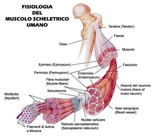 Muscoli agonisti, antagonisti e sinergici Il movimento è reso possibile dalla contrazione di uno o più muscoli, detti agonisti, che realizzano l azione di spostamento di un segmento scheletrico.