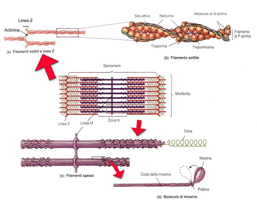 La cellula muscolare si chiama : fibra muscolare la membrana plasmatica di questa cellula si chiama : sarcolemma il reticolo endoplasmatico liscio si chiama: reticolo sarcoplasmatico ( è un deposito