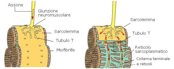 1) Il neurotrasmettitore si lega ai recettori sulla cellula muscolare e libera il calcio che si trova all'interno del reticolo sarcoplasmatico.