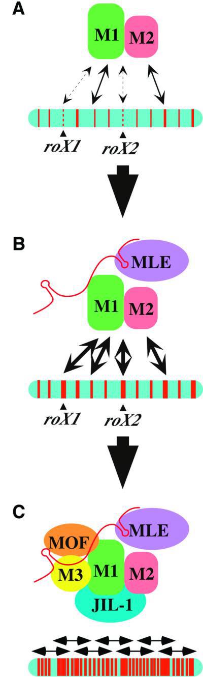 Modello per l assemblaggio del complesso msl e la diffusione sul cromosoma X A) msl1 e msl2 mostrano una interazione debole con quasi tutti i siti di entrata.
