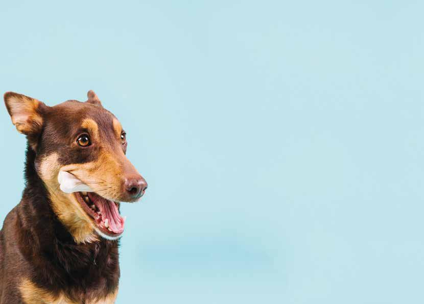 Il trasloco, in generale, è un momento impegnativo e stressante. Per il cane potrebbe esserlo ancora di più se non gli si riservano particolari attenzioni.