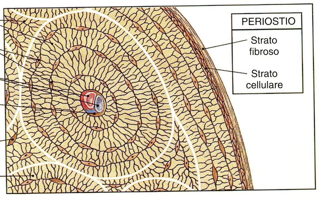 Le ossa sono avvolte dal periostio formato da uno strato esterno fibroso e uno interno osteogenico, perché formato da cellule per la crescita dell osso e la