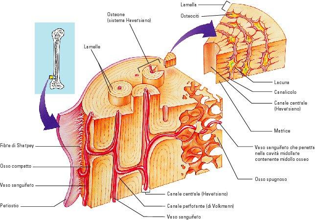 Gli osteociti e la matrice costituiscono le lamelle ossee disposte a formare gli osteoni nell osso lamellare e le trabecole