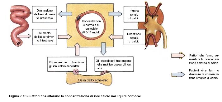 calcemia