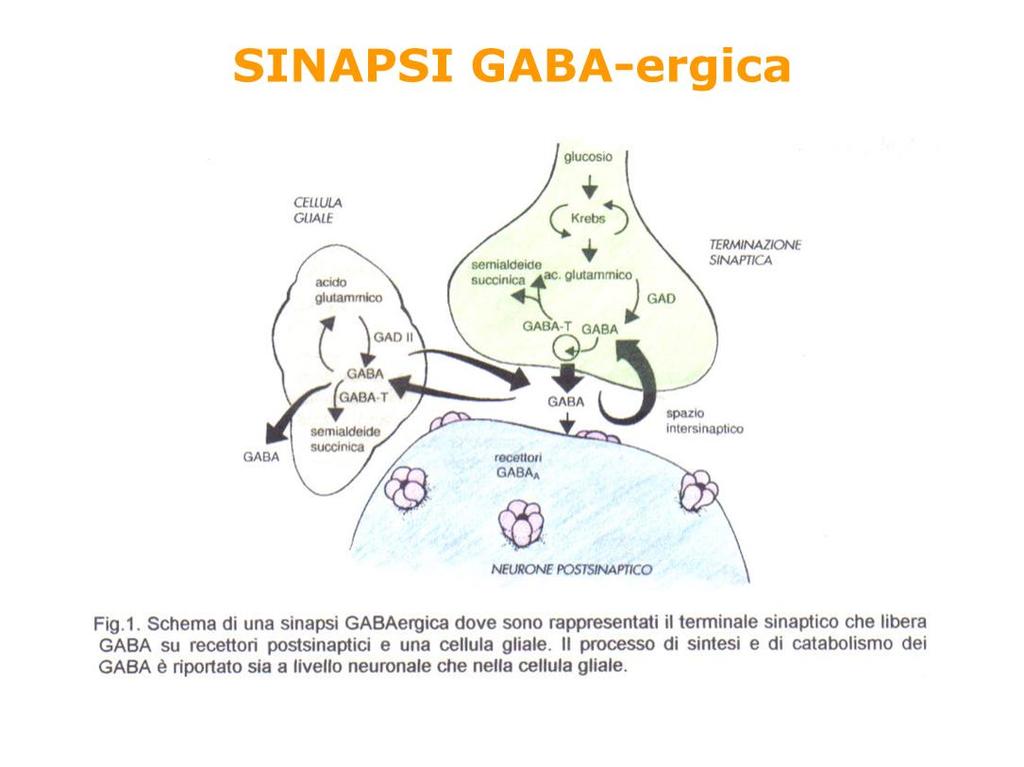 L acido gamma-aminobutirrico (GABA) fu identificato nel 1950.