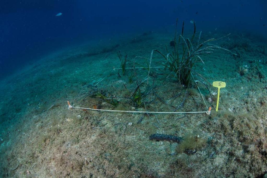 WP9: SITE REMEDIATION Uno dei quadrati di 1 m 2 utilizzati per il trapianto sperimentale di P. oceanica.