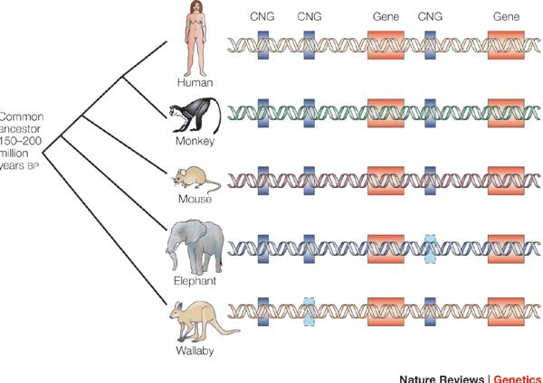 Conserved non genic sequence