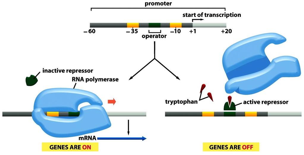 Operone Triptofano Controllo negativo della trascrizione Repressore del