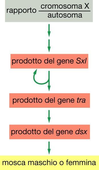 La determinazione del sesso in Drosophila dipende