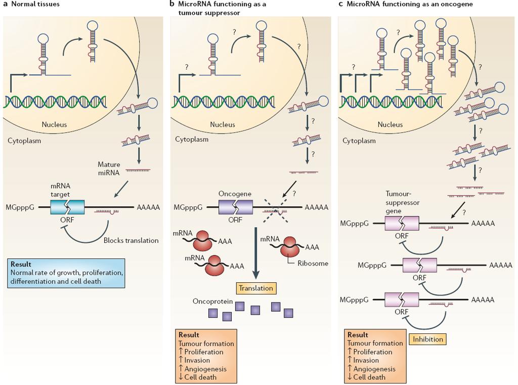 micrornas CAN