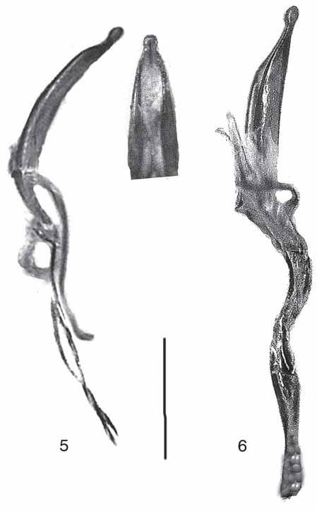 L. MAGNANO: Un nuovo genere del Kirgizstan appartenente alla tribù Otiorhynchini 55 Figg. 5-6 - edeago di: 5. Kirgizia altomontanus n. sp.; 6. Kirgizia quadratirostris n. sp. Scala: 0,5 mm.