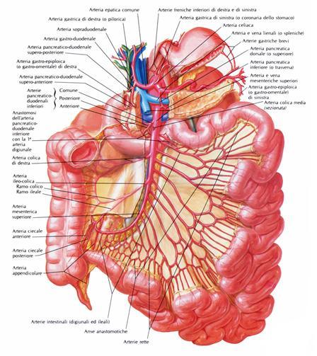 Differenti fenotipi di IMA Embolia arteriosa mesenterica acuta: 50% Origine: atrio sinistro o placche aterosclerotiche aortiche AMI vulnerabile a causa dell angolo con l aorta ed il diametro ampio