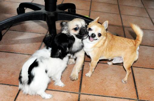 CONVIVENZA -) (Chihuahua ecercato GATTI )più Chihuahua emale Neonati -dei Abbiamo un infinto ricordi nostri cuccioli ed adulti. Così le foto di Arturo da piccolo foto inseparabili.