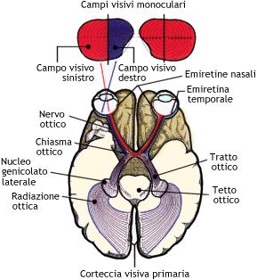 Il sistema visivo Trasmissione neurale: vie tra la retina e il cervello.